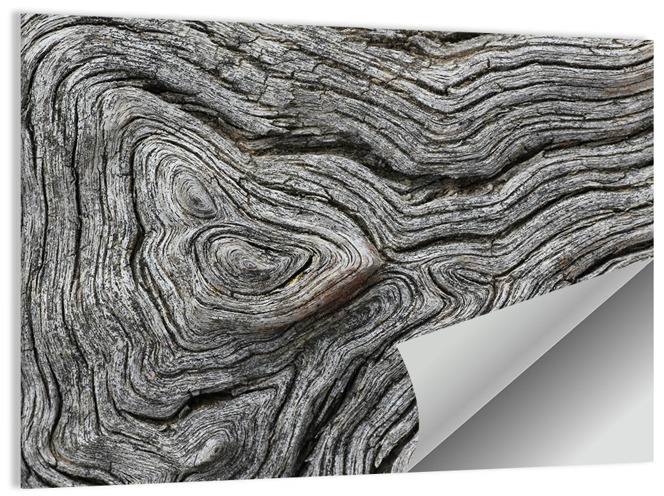 Tree Lifecycles Wall Art