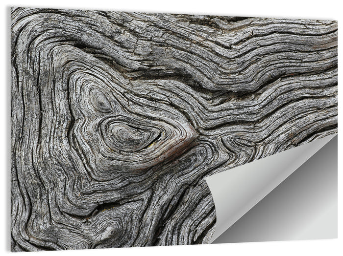 Tree Growth Rings Wall Art as a poster print