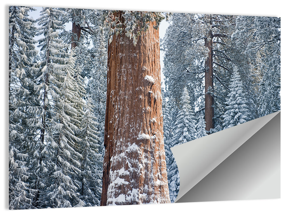 Giant Sequoia Tree Wall Art