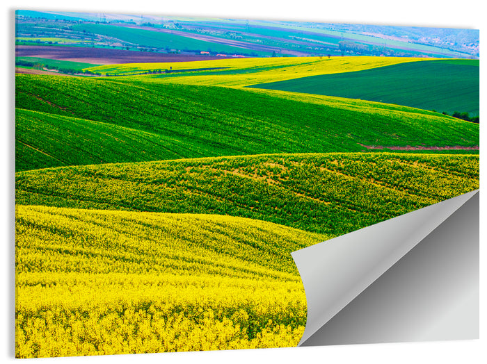 Spring Rapeseed Fields Wall Art as a poster print
