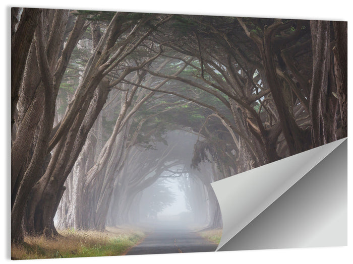 Cypress Tree Tunnel in Fog Wall Art as a poster print