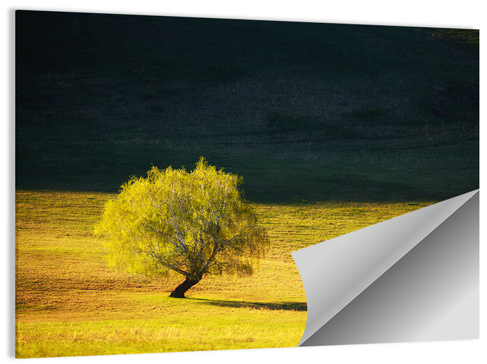 Lone Tree in Golden Meadow Wall Art as a poster print