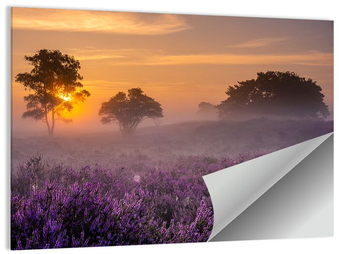 Misty Heather Field at Dawn Wall Art as a poster print