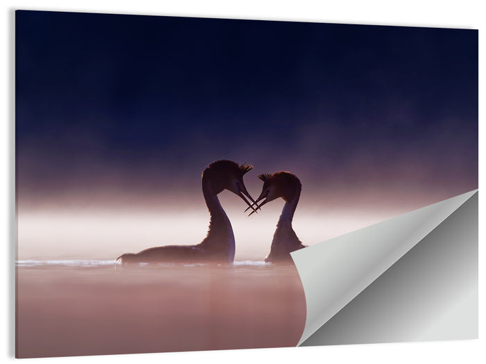 Crested Grebes in Morning Mist Wall Art as a poster print