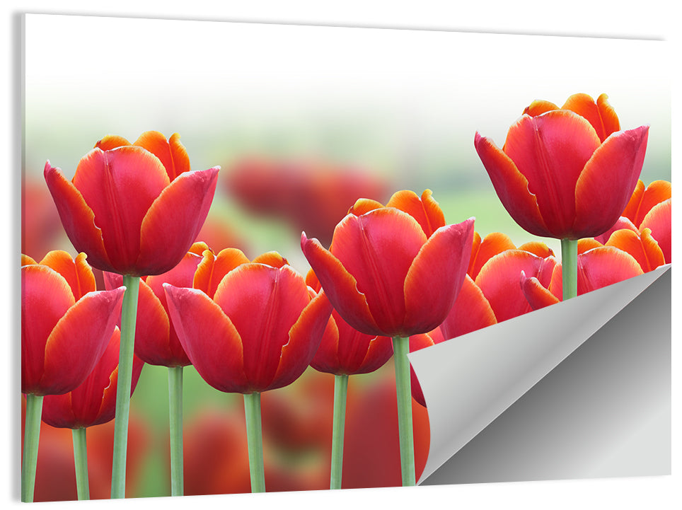 Tulip Flowers Wall Art