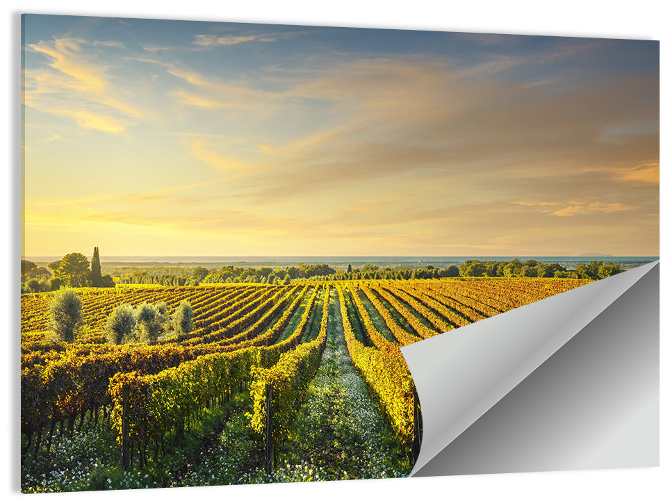 Bolgheri Vineyard Wall Art