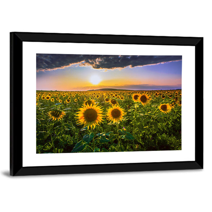 Sunflower Field at Golden Hour Wall Art as a framed print