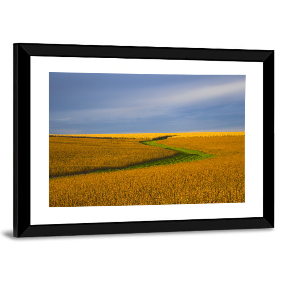 Soybean Field Wall Art