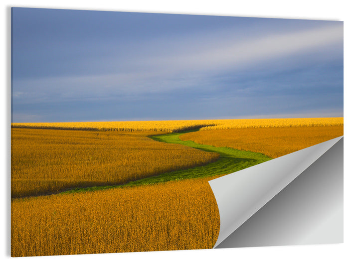 Golden Hour Soybean Field Wall Art as a poster print