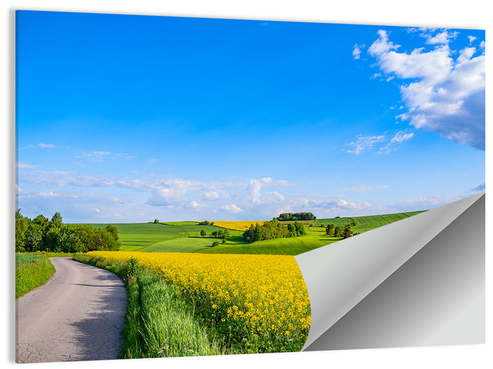 Rapeseed Field Road Under Blue Sky Wall Art as a poster print