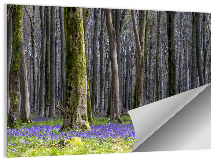 Bluebell Beechwood Grove Wall Art as a poster print