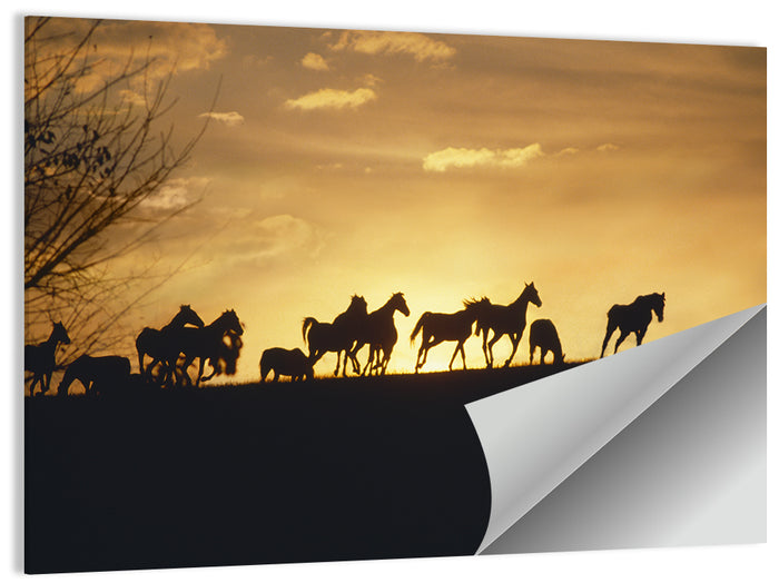 Mustang Silhouettes at Sunset Wall Art as a poster print