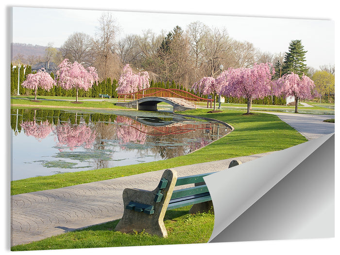 Harrisburg Park Cherry Blossoms Wall Art as a poster print