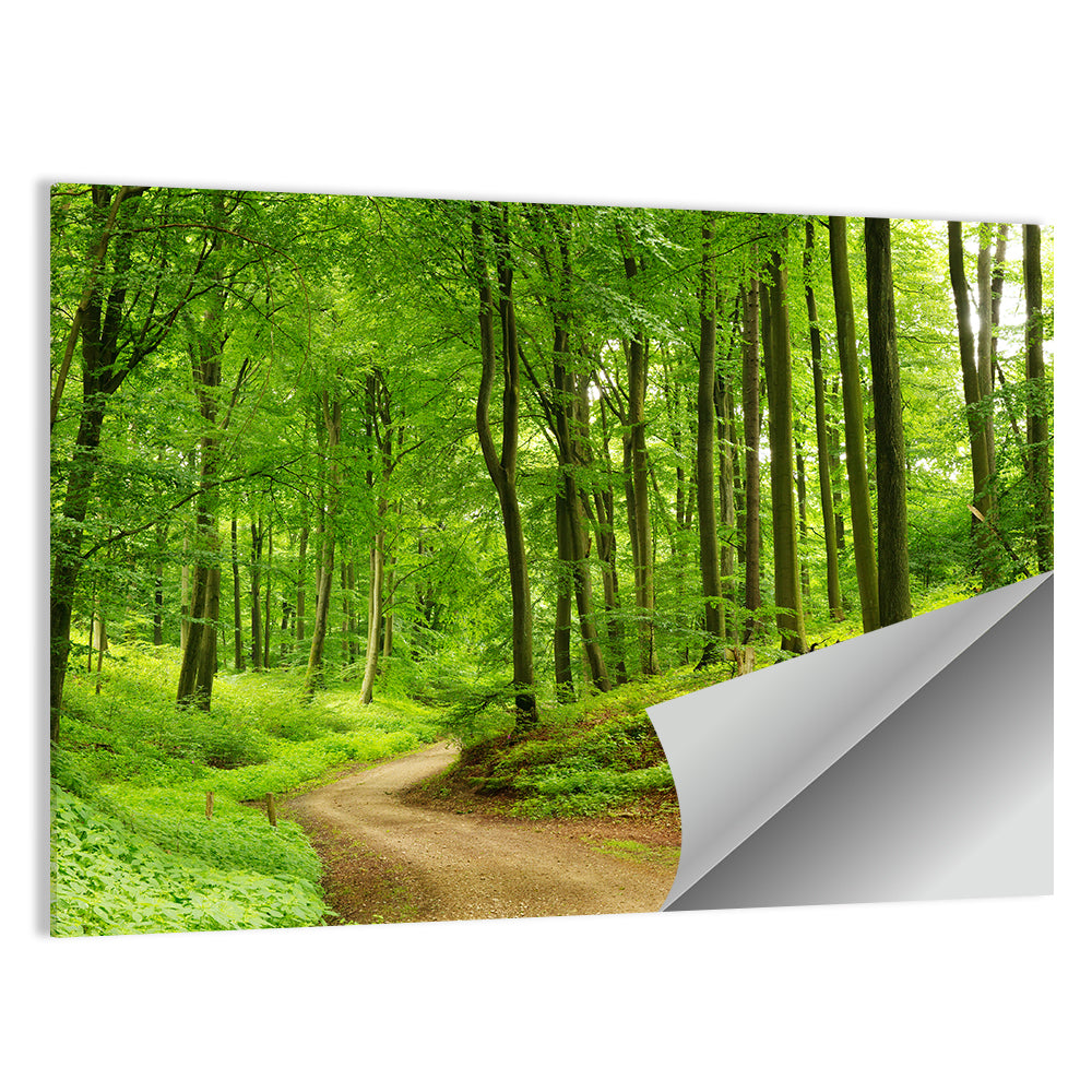 Sunlit Forest Path Wall Art, poster print, landscape