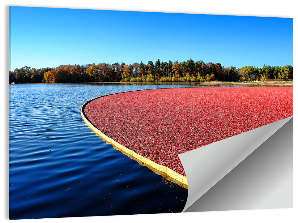 Flooded Cranberry Bog Wall Art