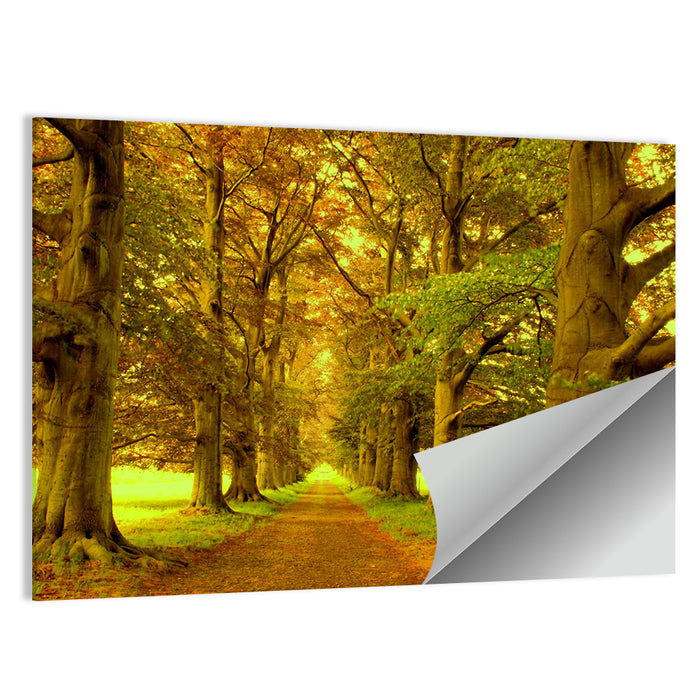 Beech Tree Lane at Golden Hour Wall Art as a poster print