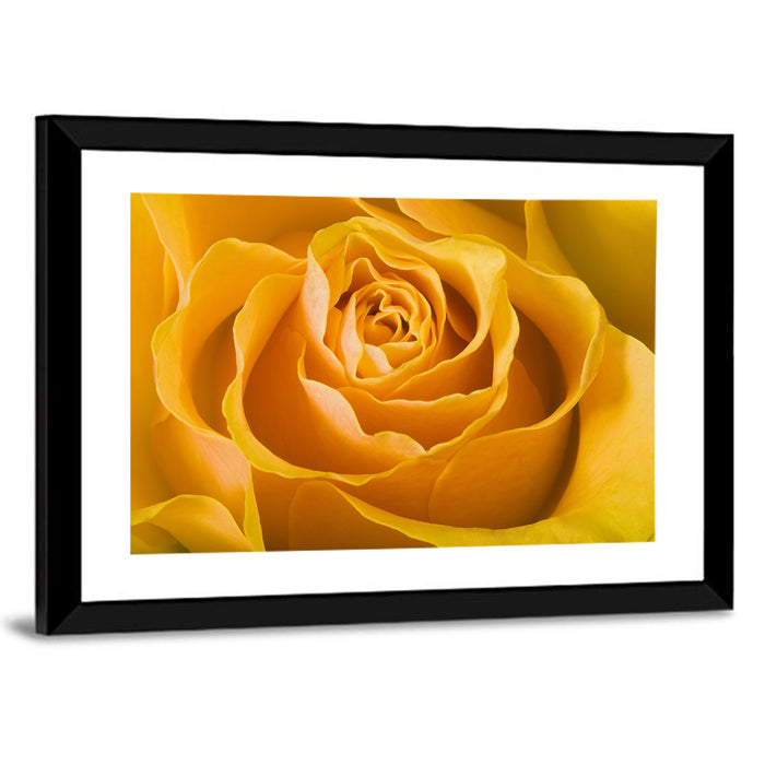 Yellow Rose Close-up Wall Art as a framed print