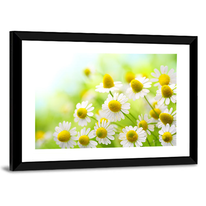 Chamomile Close-up Wall Art as a framed print