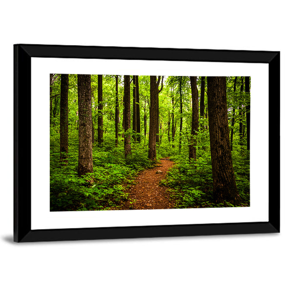 Shenandoah National Park Trail Wall Art