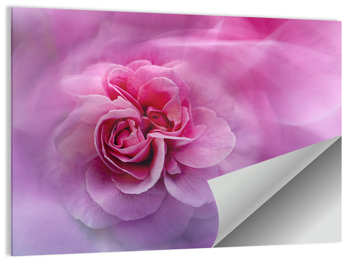 Ethereal Pink Rose Bloom Wall Art as a poster print