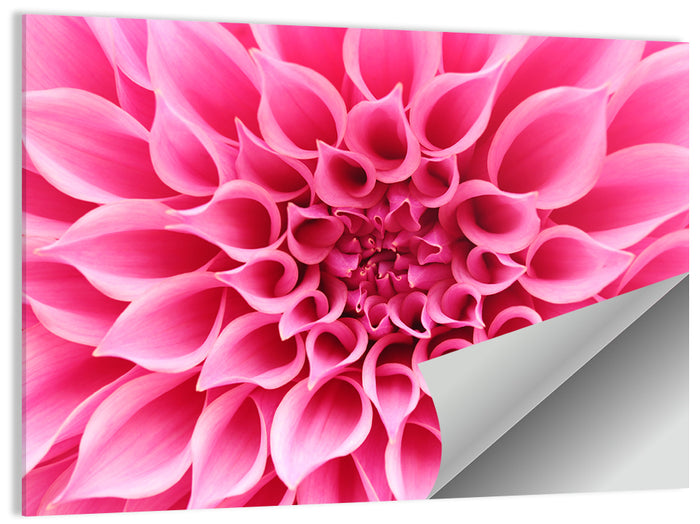 Pink Dahlia Spiral Close-up Wall Art as a poster print