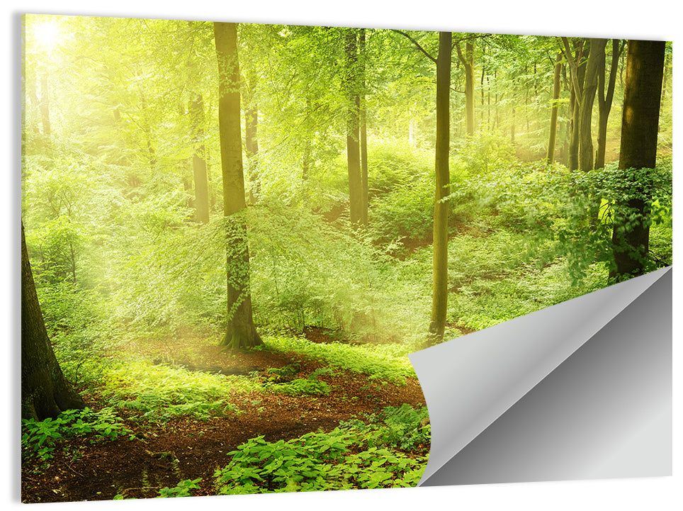 Sunlit Forest Path Wall Art, poster print, landscape