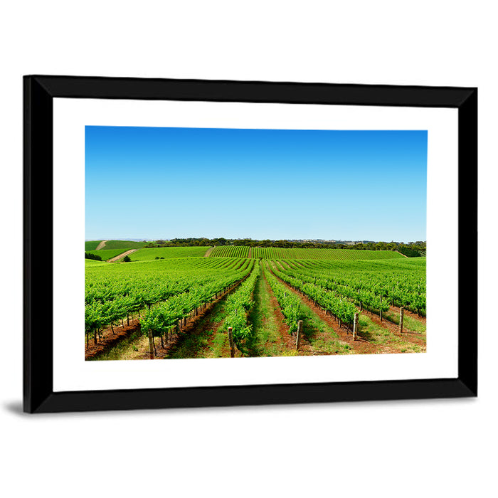 Sunlit Vineyard Rows Wall Art as a framed print