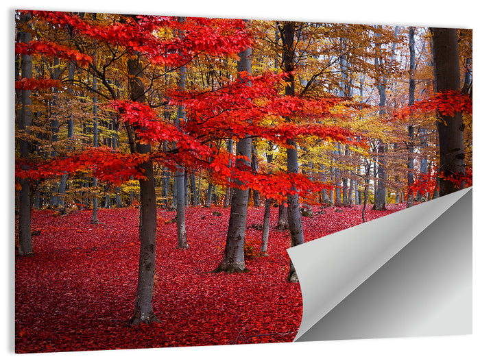 Crimson Autumn Forest Wall Art as a poster print