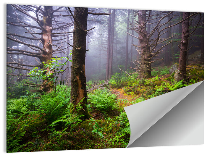 Misty Spruce-fir Trail Wall Art as a poster print