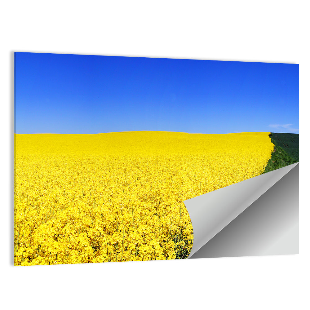Rapeseed Field Wall Art