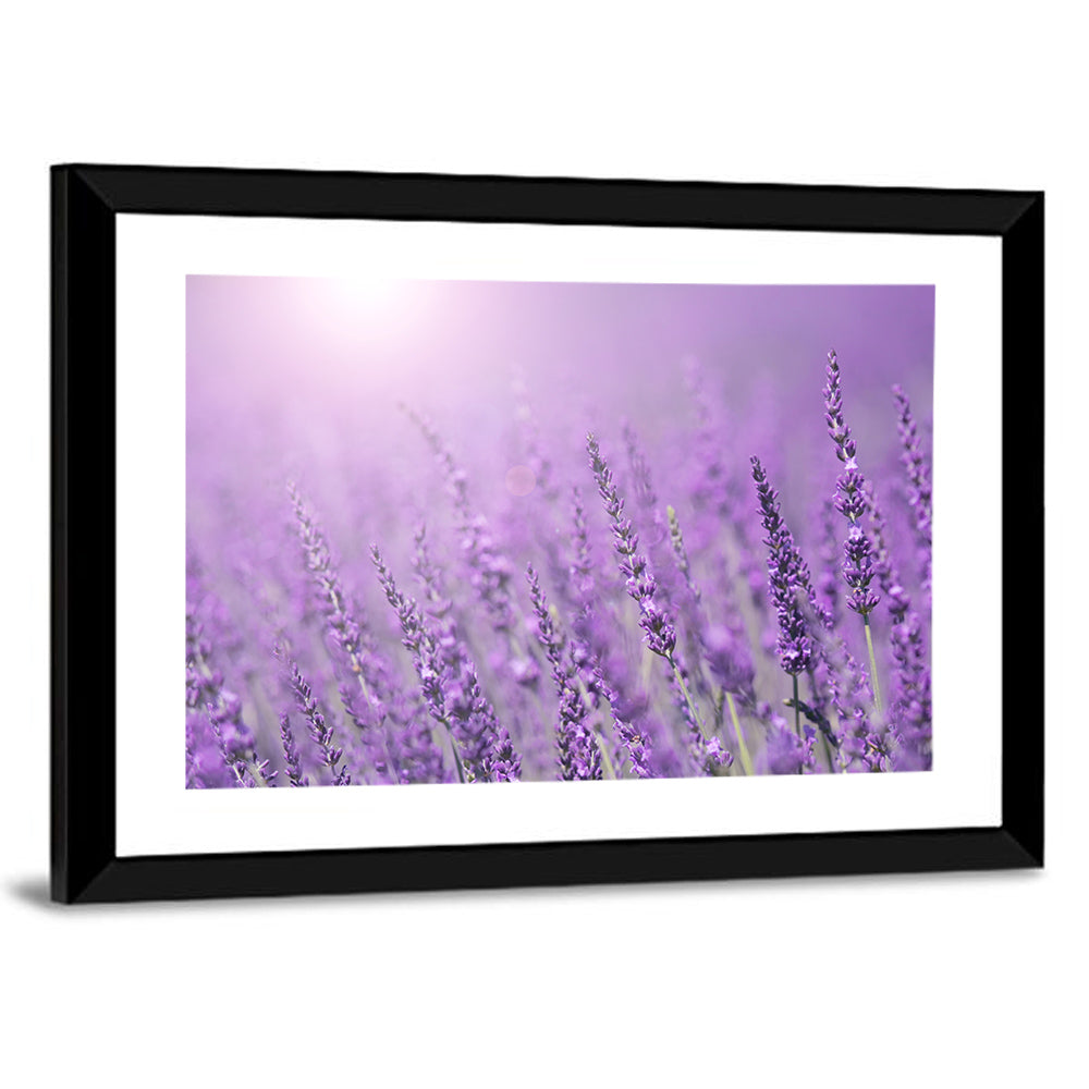Lavender Field Wall Art