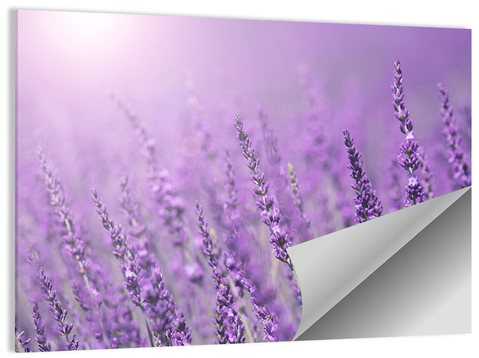 Lavender Field Wall Art