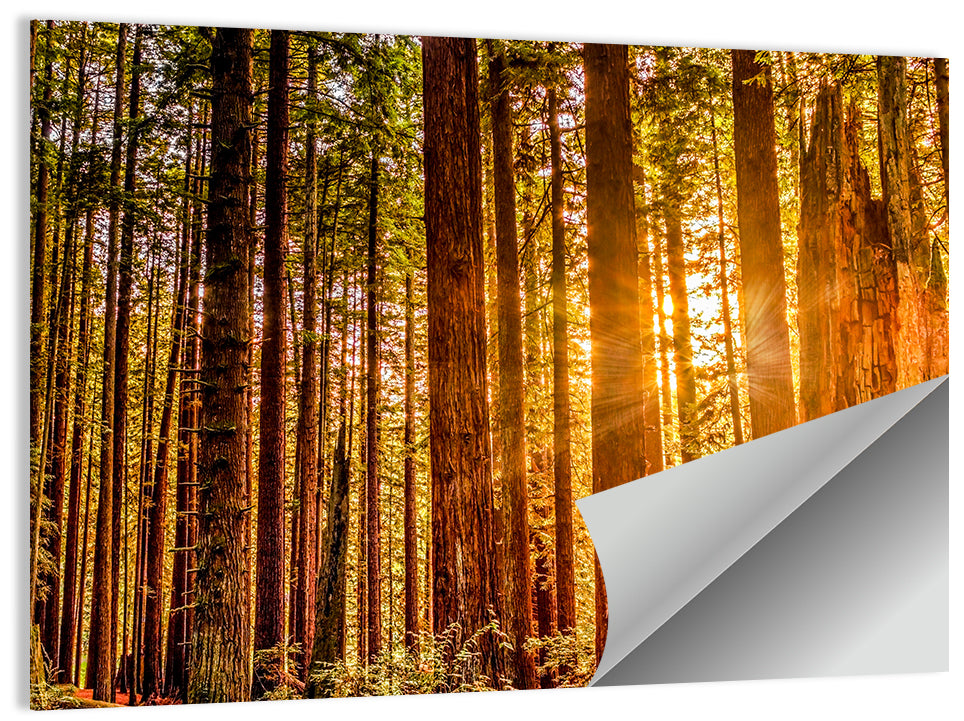 Sunny Redwood Forest Wall Art