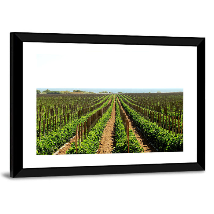 Tomato Fields Wall Art as a framed print