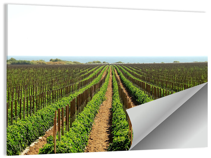 Tomato Fields Wall Art as a poster print