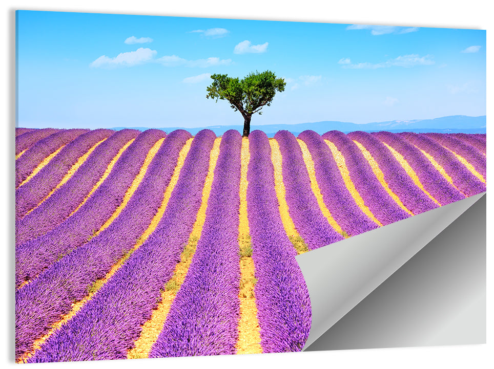 Lavender Field Wall Art