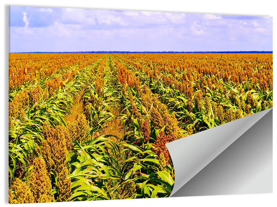 Sorghum Field Wall Art