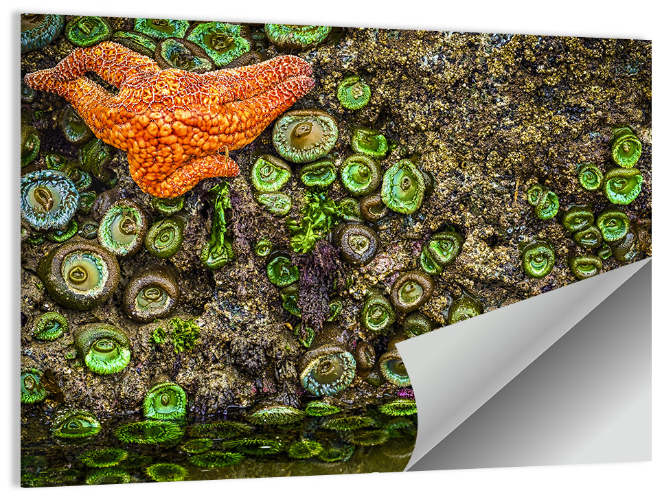 Orange Starfish Tide Pool Wall Art, poster print, landscape