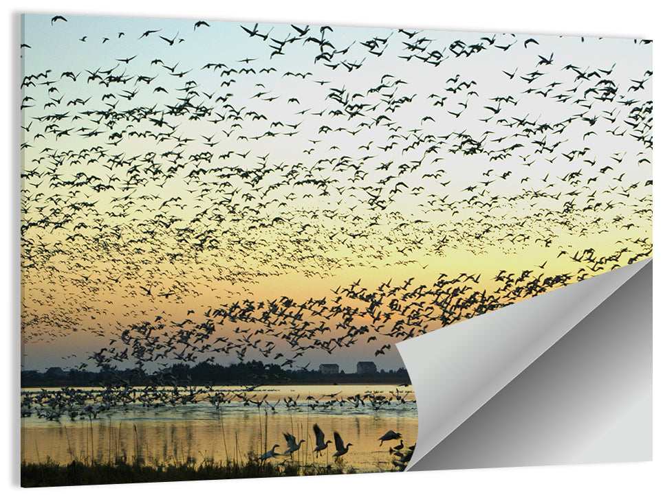 Snow Geese Flocks Wall Art