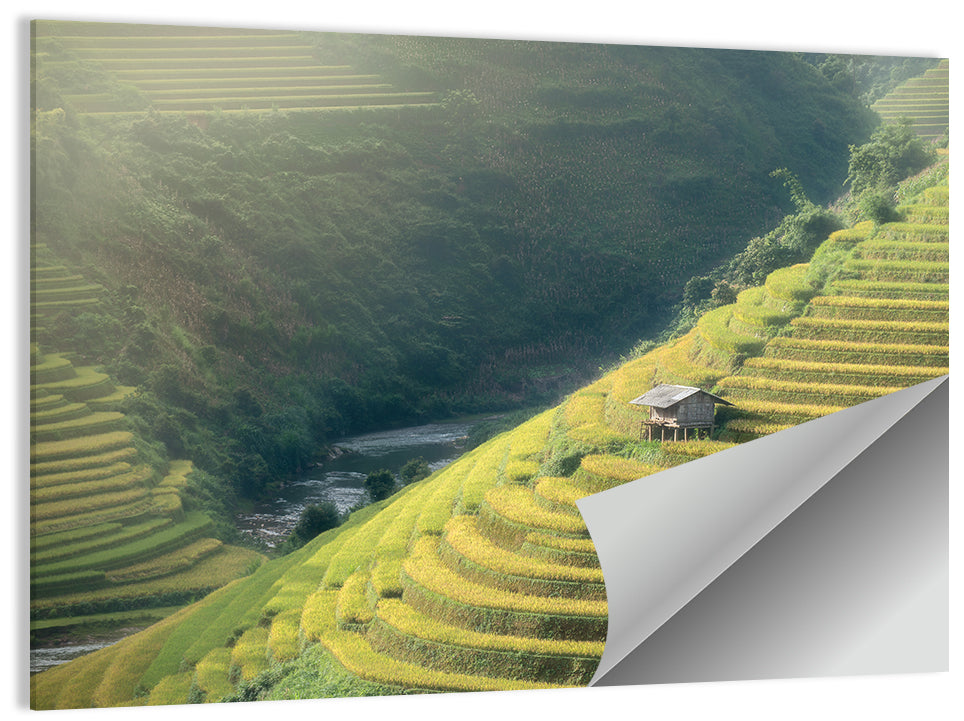 Rice Fields Wall Art