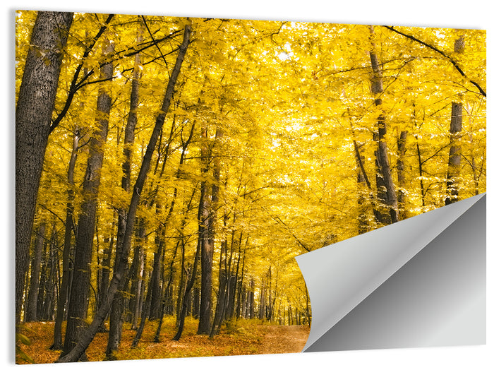 Yellow Autumn Forest Path Wall Art as a poster print