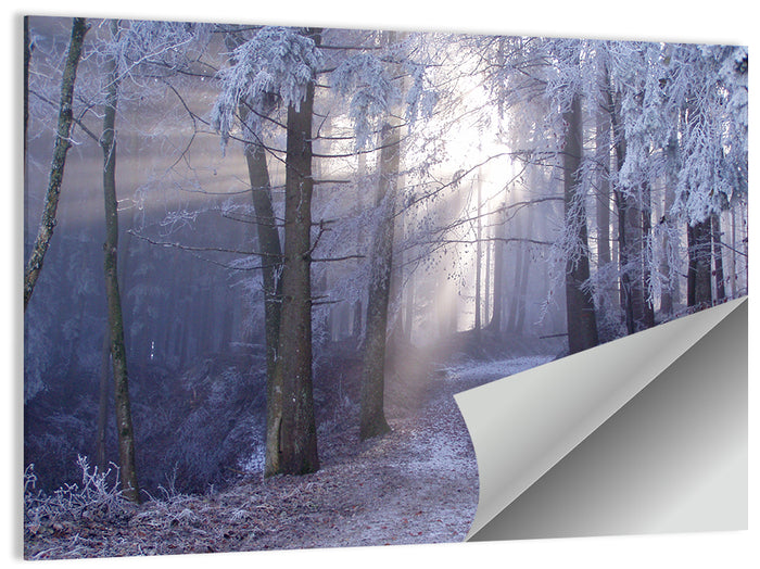 Frosted Forest Path at Dawn Wall Art as a poster print
