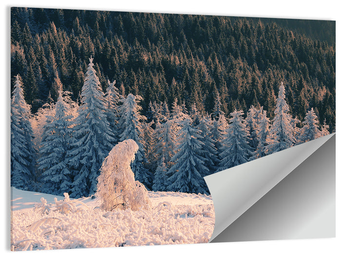 Carpathian Forest at Golden Hour Wall Art as a poster print