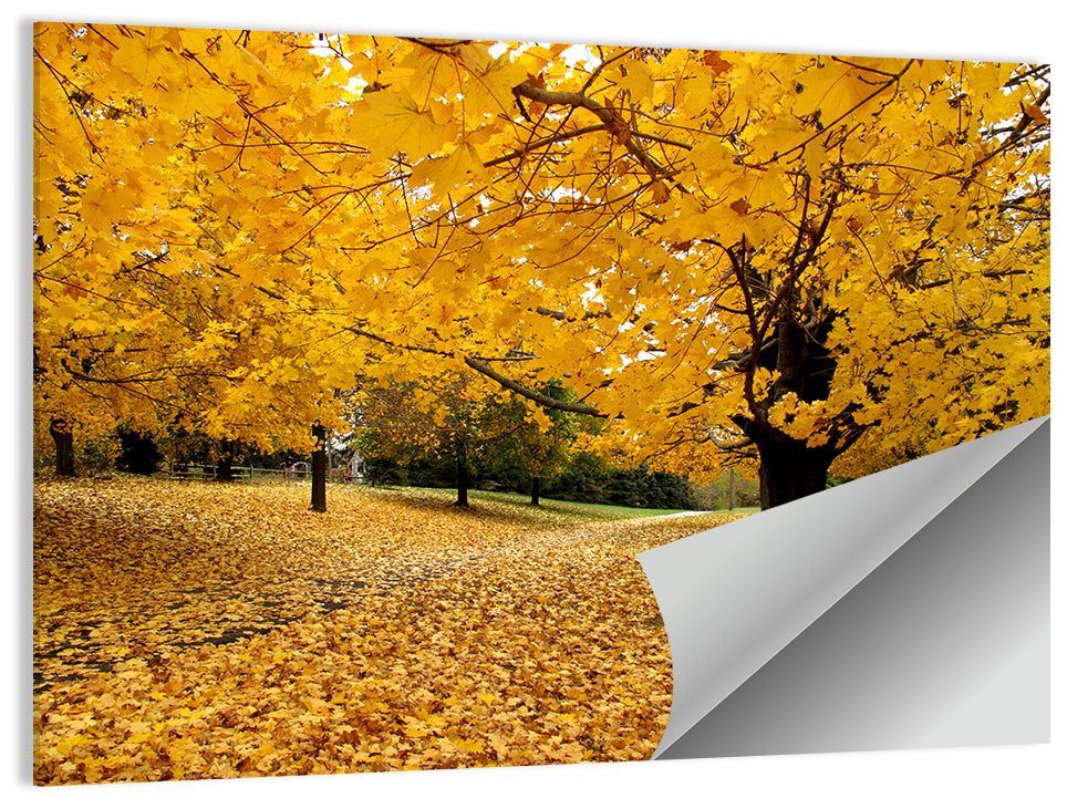 Baltimore Fall Foliage Wall Art