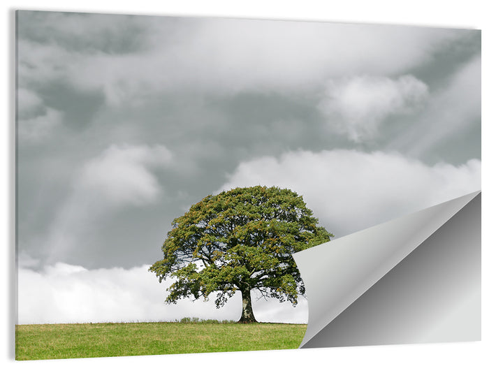 Solitary Oak in Meadow Wall Art as a poster print