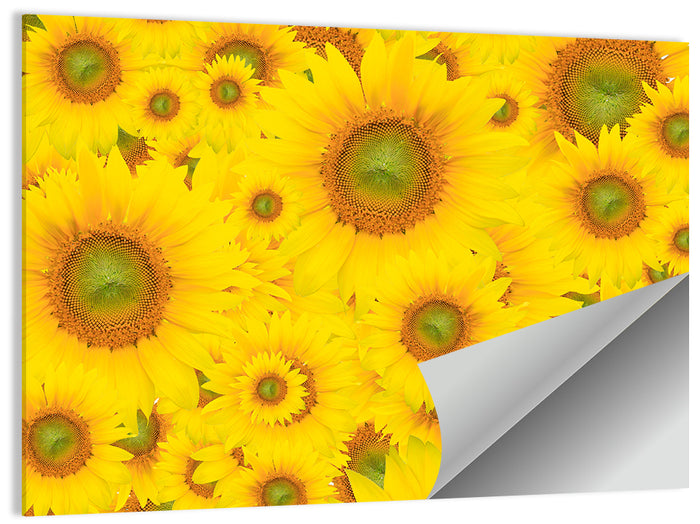 Sunflower Field Close-up in Yellow Wall Art as a poster print