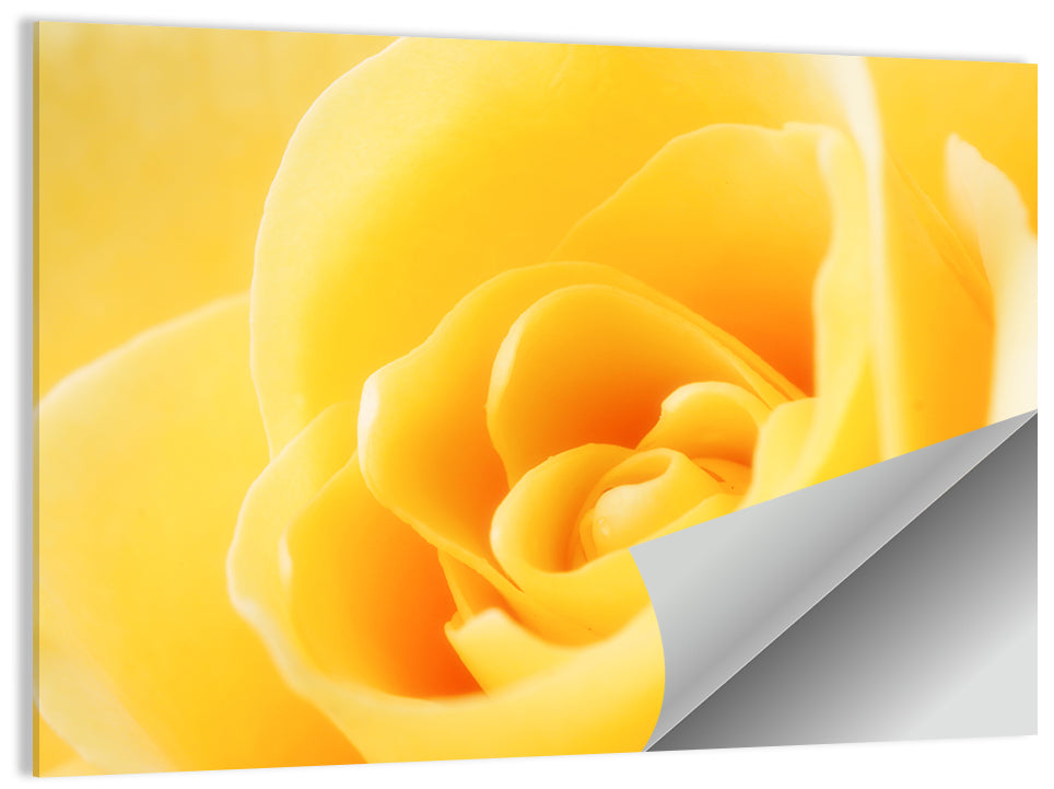 Yellow Rose Wall Art