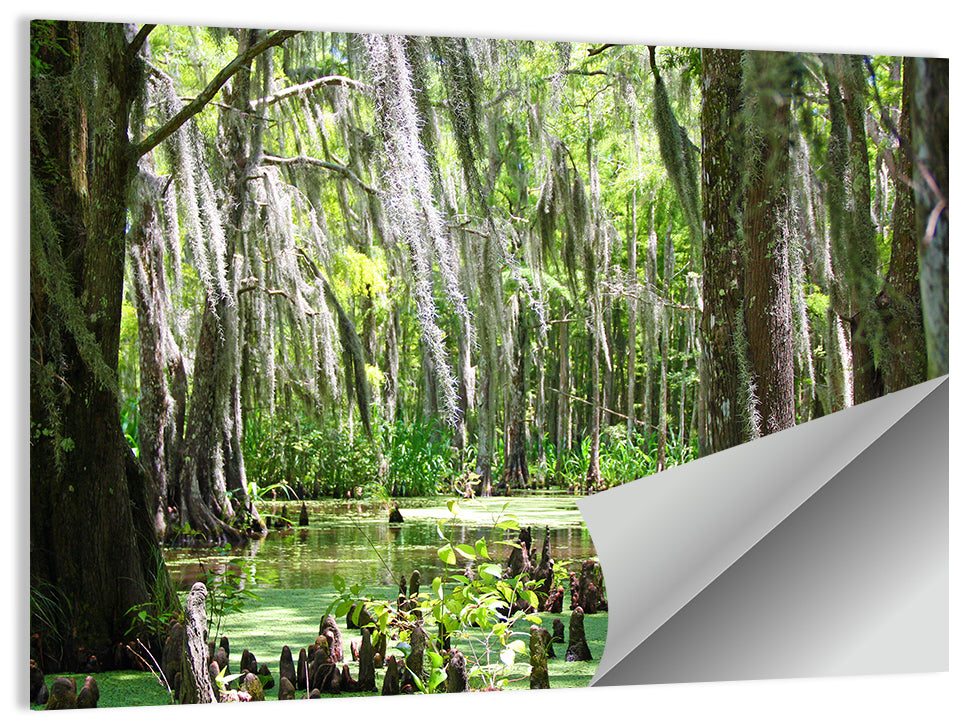 Louisiana Swamp Wall Art