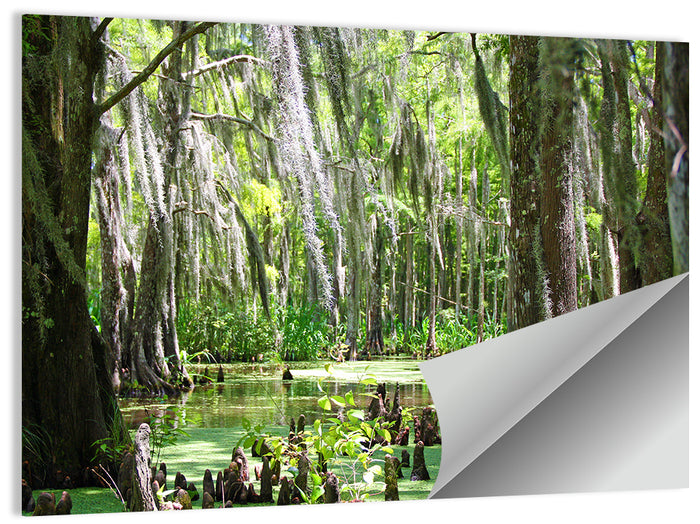 Louisiana Cypress Swamp Wall Art as a poster print