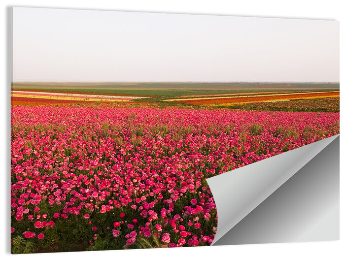 Pink Ranunculus Flower Field Wall Art as a poster print